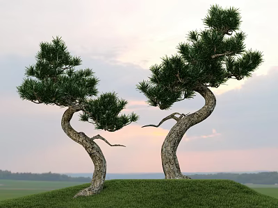 Unique Shaped Trees With Twisted Trunks On Green Grassy Hill At Sunset 3d model