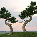 Unique Shaped Trees With Twisted Trunks On Green Grassy Hill At Sunset