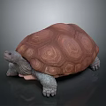 Realistic Tortoise With Brown Patterned Shell And Grey Body On Dark Background 3d model
