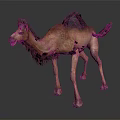 Brown Dromedary Camel With Shaggy Fur Standing On Dark Shiny Surface