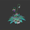 Turquoise Houseplant with Broad Leaves Curved Stems and Purple Buds in White Pot Dark Background