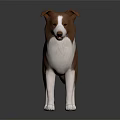 Brown and white dog standing on dark background with visible reflection on surface 3d model