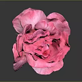 Vibrant Pink Rose Isolated on Dark Background with Detailed Petal Structure