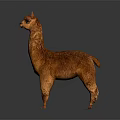 Orange Llama Standing On Gray Background With Realistic Fur And Reflection 3d model