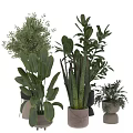Green Garden Decor Plants With Various Sizes Different Leaf Shapes And White Black Beige Pots