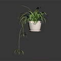 Lush Spider Plants In White Hanging Pots With Long Green Leaves And Small Offshoots