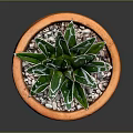 Succulent Plant With Green Leaves And White Stripes In Orange Terracotta Pot With Small Pebbles