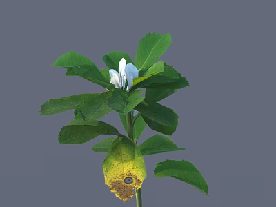 flower wild flower green plant flower 3d model