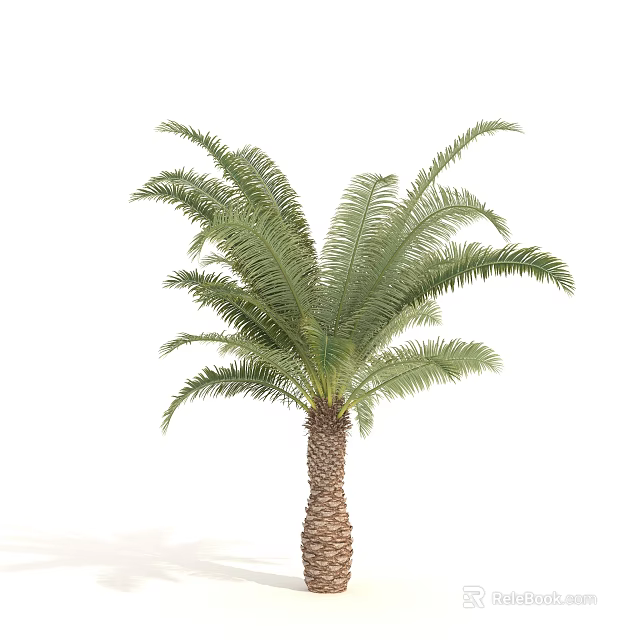 Tall Palm Tree With Brown Trunk And Green Feathery Leaves 3d model 