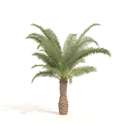Tall Palm Tree With Brown Trunk And Green Feathery Leaves 3d model