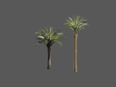 Two Tall Palm Trees With Green Fronds And Brown Trunks On Gray Background 3d model