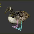 Black Head White Neck Brown Feathered Goose Standing On Dark Glossy Surface