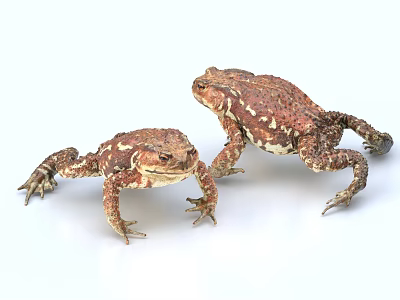 Reptiles Two Brown Toads With White Spots Resting On White Background 3d model