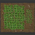 Thriving Young Green Corn Plants Growing In Square Agricultural Soil Bed