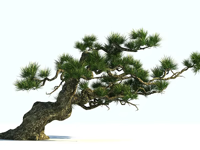 Elegant Pine Tree With Curved Gnarled Trunk And Lush Green Foliage 3d model