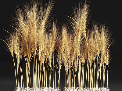 Bonsai Potted Wheat Plant with Golden Ears Slender Stems and White Pebbles Base 3d model
