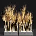 Bonsai Potted Wheat Plant with Golden Ears Slender Stems and White Pebbles Base
