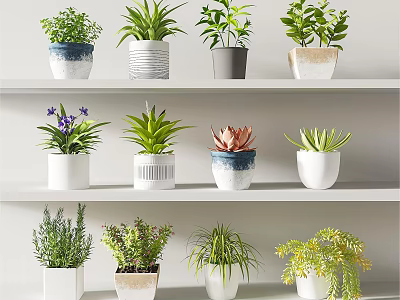 Various Decorative Bonsai Potted Plants with Different Pots on White Shelves 3d model