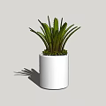 Indoor Potted Plant With Green Long Leaves In White Cylindrical Pot