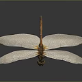 Detailed Dragonfly With Transparent Wings And Brown Body Against Dark Background In Macro View