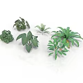 Various Indoor Plants With Different Green Leafy Species For Home Decoration