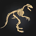 Realistic Dinosaur Skeleton 3D Model In Standing Posture With Detailed Bone Structure 3d model