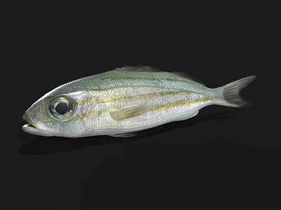 Silver Fish With Golden Stripes Large Eyes Swimming In Black Background Showing Natural Features 3d model