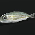 Silver Fish With Golden Stripes Large Eyes Swimming In Black Background Showing Natural Features