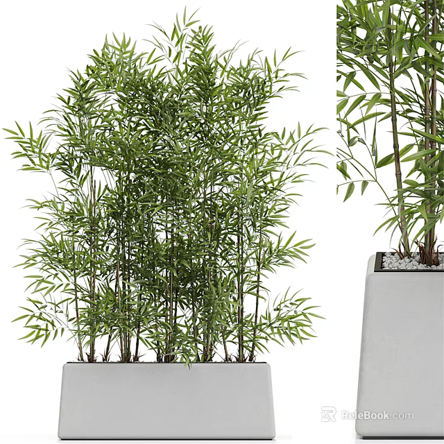 Bonsai Potted Bamboo Plant With Green Leaves In White Square Pot 3d model 