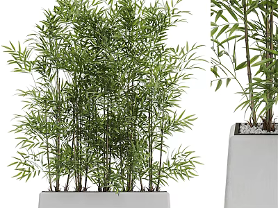 Bonsai Potted Bamboo Plant With Green Leaves In White Square Pot 3d model