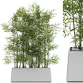 Bonsai Potted Bamboo Plant With Green Leaves In White Square Pot