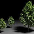 Arbor with Green Leaves in Different Sizes Against Black Background and Gray Ground