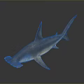 Hammerhead Shark With Unique Head Shape And Grayish Blue Color On Dark Reflective Surface