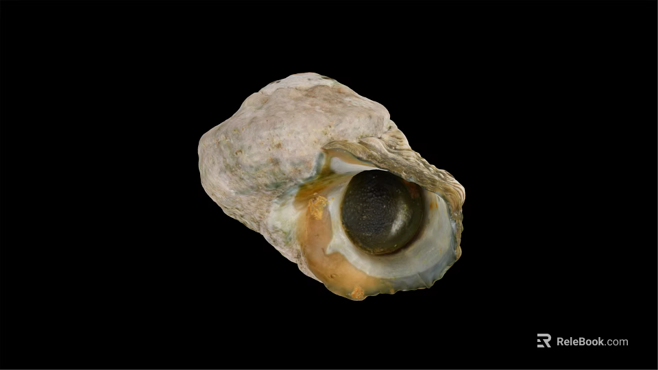 Marine Snail Seashell With Textured Exterior And Open Cavity On Black Backdrop 3d model 