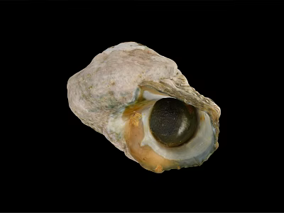 Marine Snail Seashell With Textured Exterior And Open Cavity On Black Backdrop 3d model