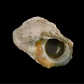 Marine Snail Seashell With Textured Exterior And Open Cavity On Black Backdrop