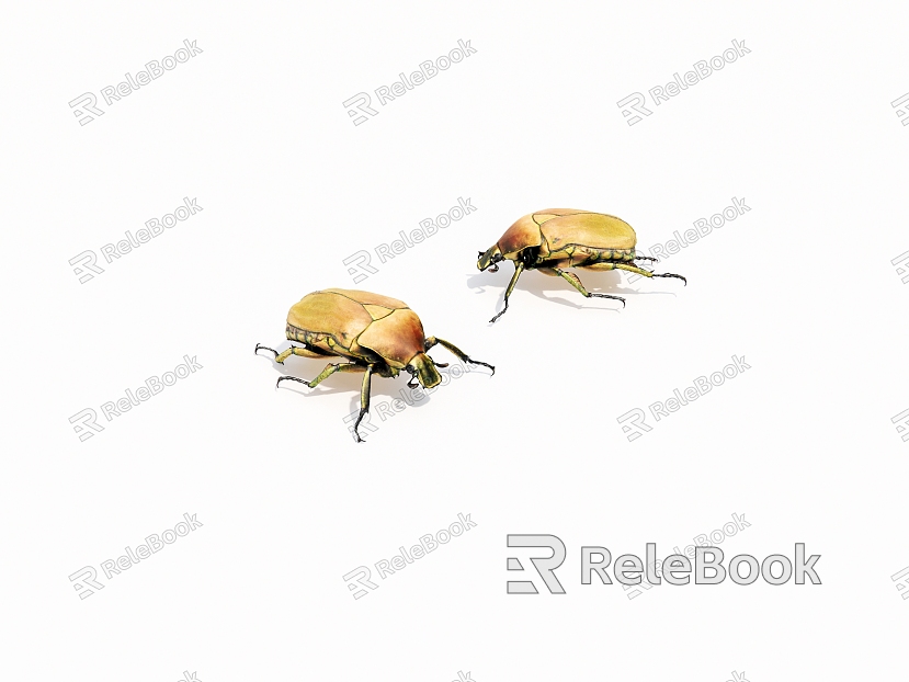 Insect golden turtle model