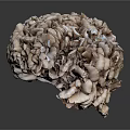Unique Brain Shaped Brown Vegetable With Wrinkled Texture And Layered Structure On Dark Background