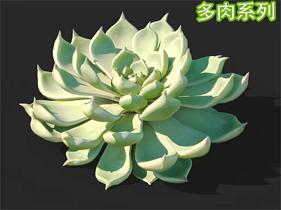 Close Up View Of Vibrant Succulent Plant With Lush Green Rosette Leaves 3d model