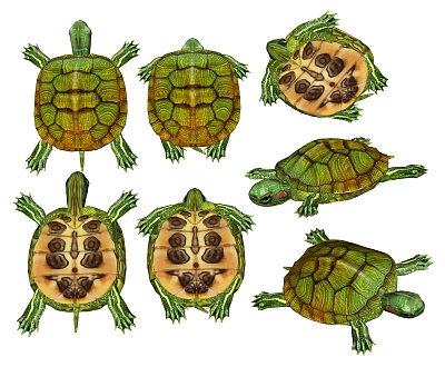 Aquatic Animal Turtle Displayed in Various Angles with Detailed Shell Patterns 3d model