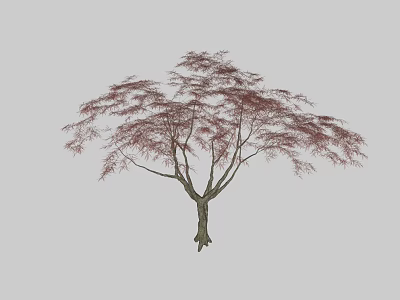 Arbor With Red Leaves Brown Trunk And Spreading Branches Graceful Shape 3d model