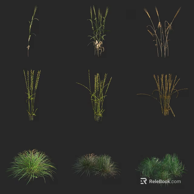 Collection of Different Ornamental Grasses with Green Leaves and Stems 3d model 