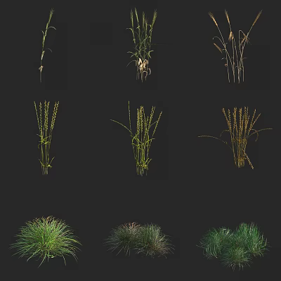 Collection of Different Ornamental Grasses with Green Leaves and Stems 3d model