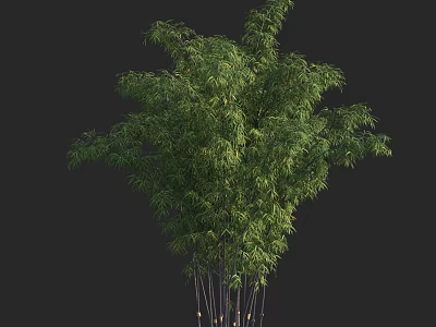 Lush Green Bamboo Plant with Slender Stems and Graceful Foliage 3d model