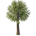 Big Leaf Maple 3d model