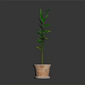 Lush Green Leafy Plant with Long Narrow Leaves in Terracotta Pot on Dark Background
