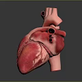 Human Heart Anatomical Structure Detailed 3D Model With Vascular System On Gray Background 3d model
