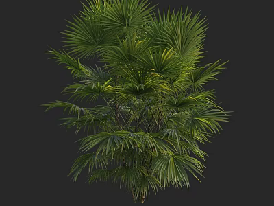 Tall Tropical Palm Tree with Fan Shaped Leaves and Lush Foliage 3d model