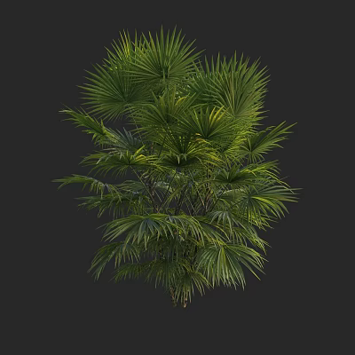 Tall Tropical Palm Tree with Fan Shaped Leaves and Lush Foliage 3d model