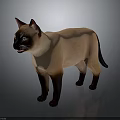 Siamese Cat Standing With Blue Eyes Light Brown Body And Dark Ears Paws Tail